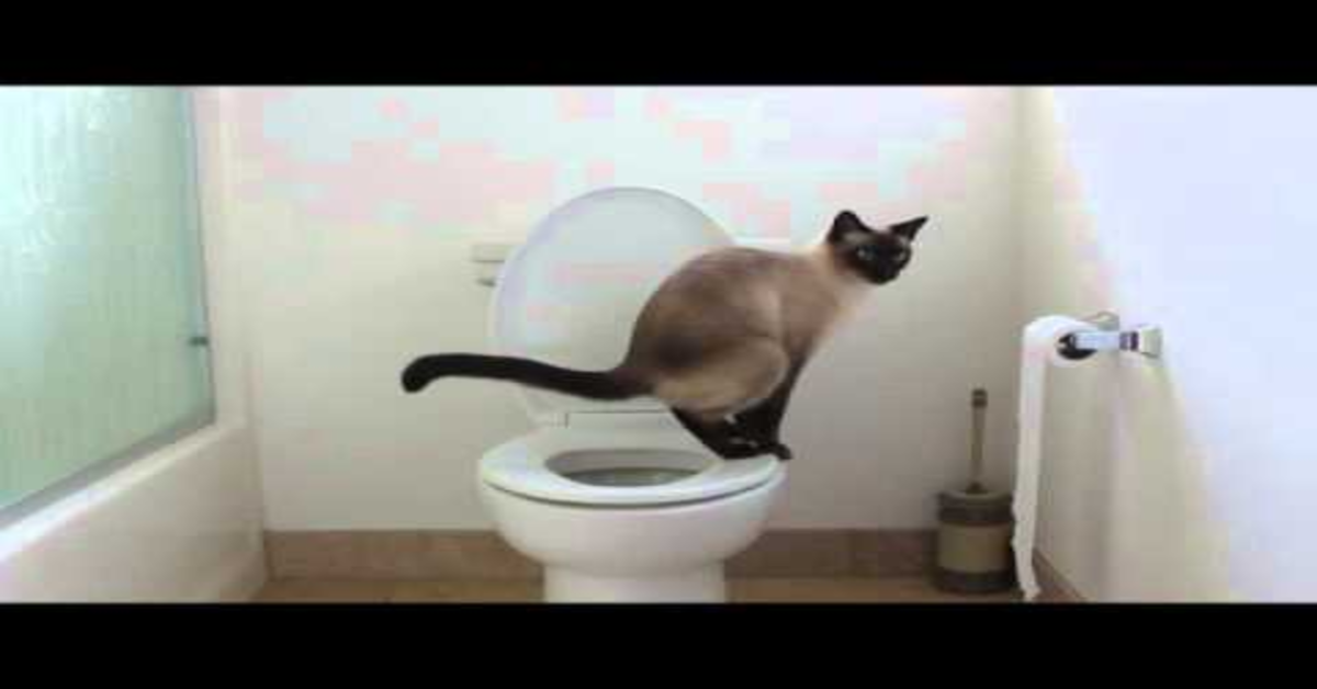 Koko, il  gatto siamese che sa usare il bagno (VIDEO)