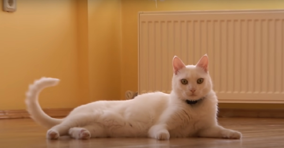 I due gattini passano il loro ultimo giorno nella vecchia casa, nel video la loro reazione quando scoprono la novità