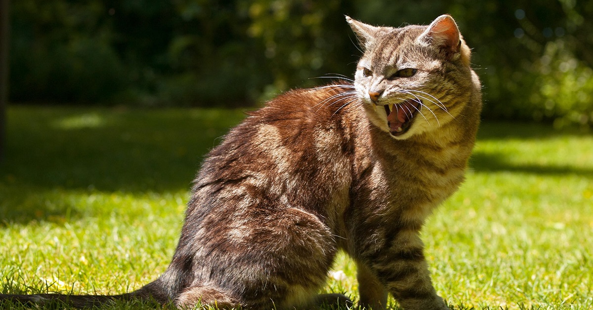 gatto si arrabbia