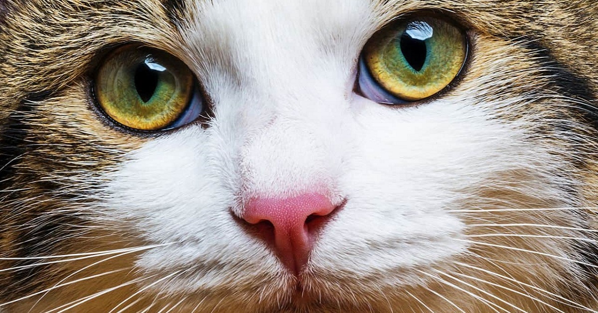 I gatti sanno cos’è l’ingiustizia? La sentono?
