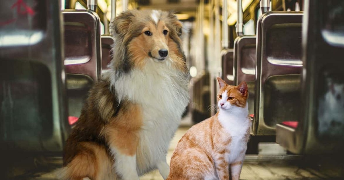 cane collie e gatto rosso e bianco