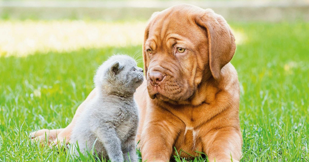 gatto e cane si guardano