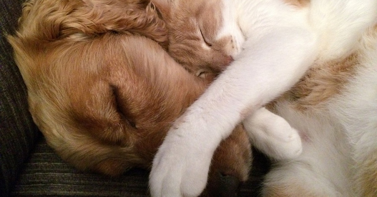 gatto e cane dormono