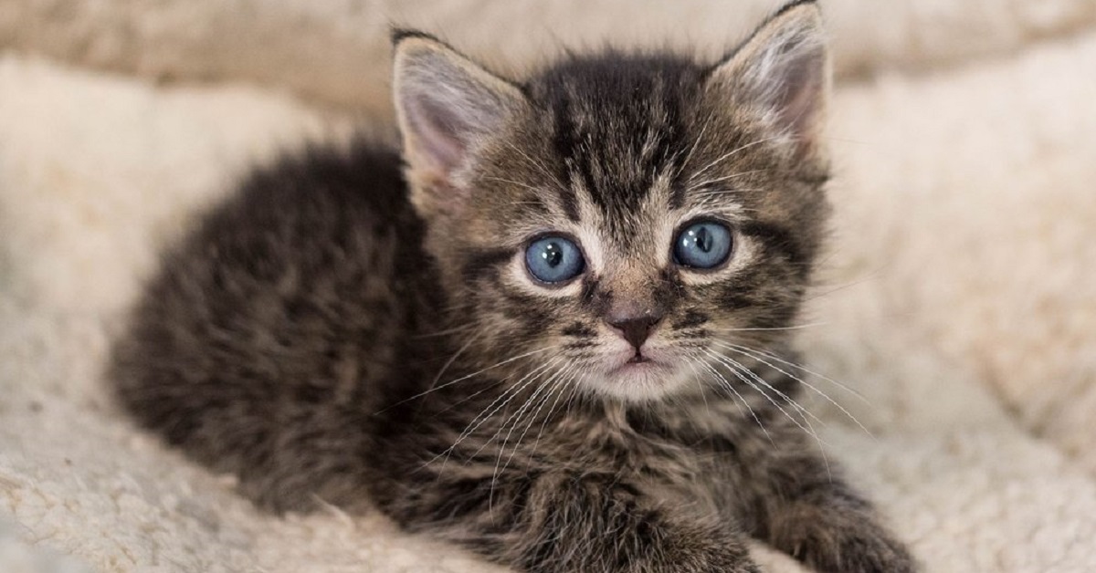 I gattini europei Liora e Minette, dopo un duro passato, ritrovano il sorriso (VIDEO)