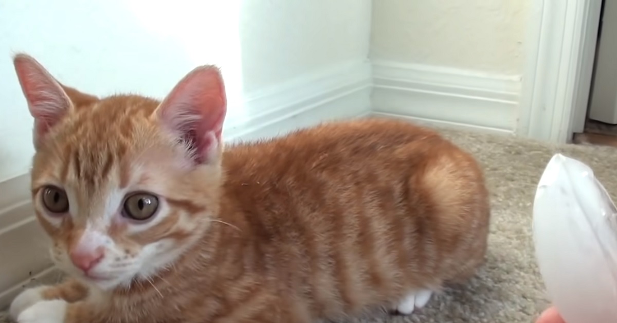 I gattini giocano per la prima volta con un cubetto di ghiaccio, la loro reazione in video stupisce chiunque