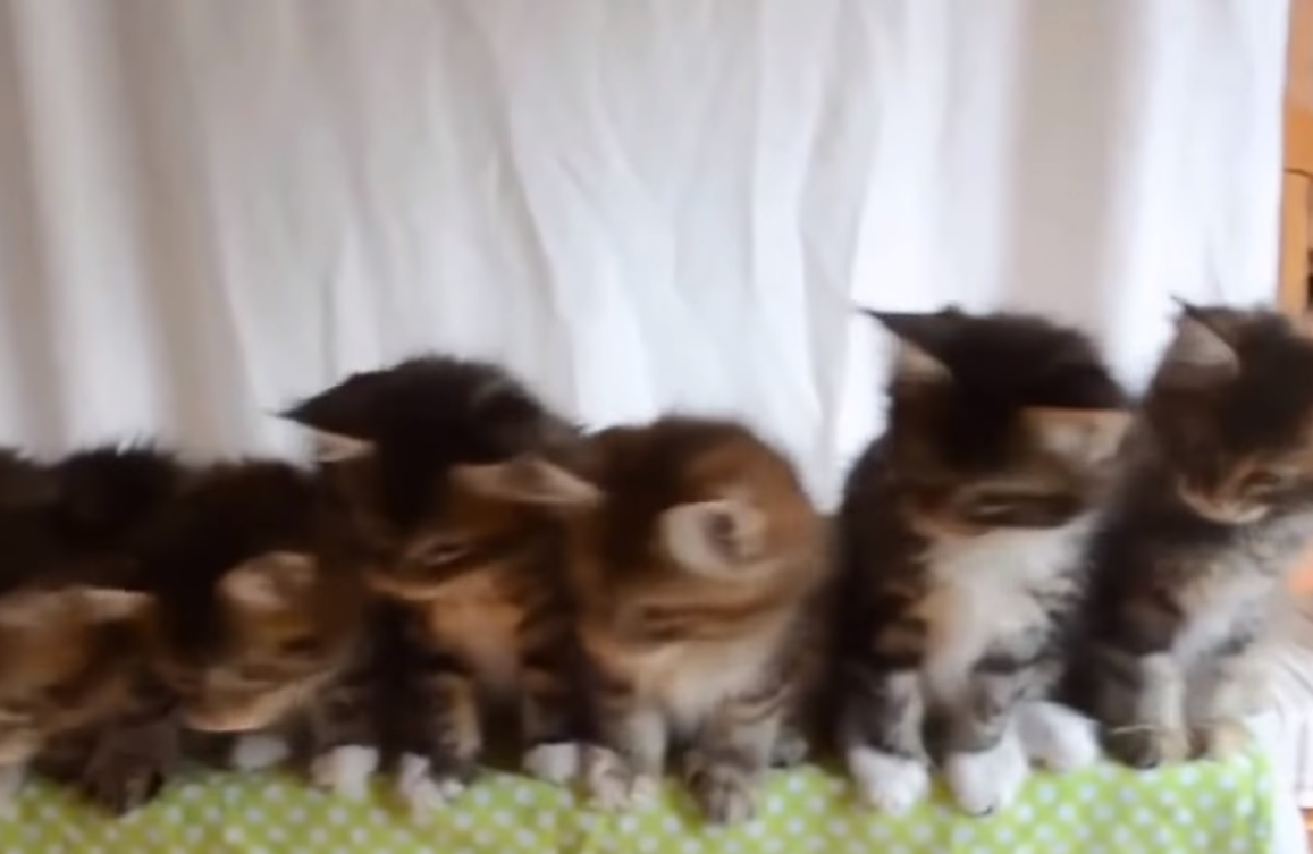 gattini siberiani video popolare