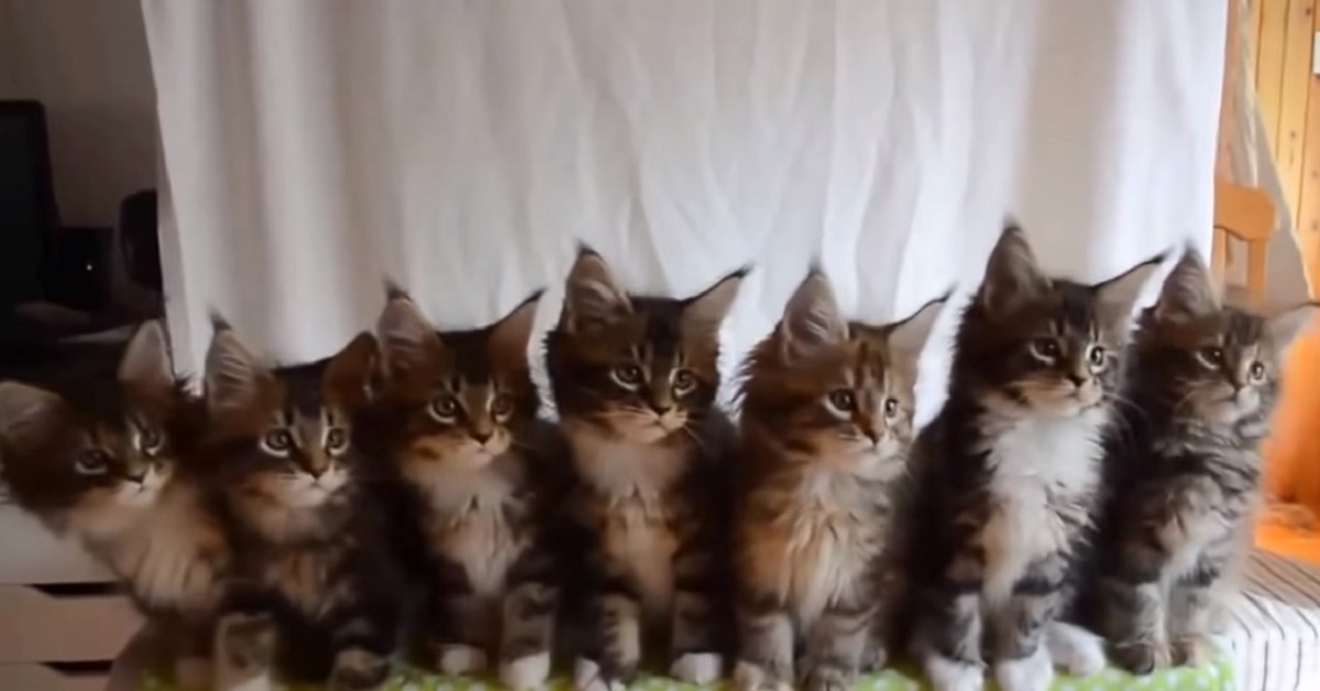 I gattini Siberiani decidono di stupire il web, il contenuto del video è a dir poco inaspettato