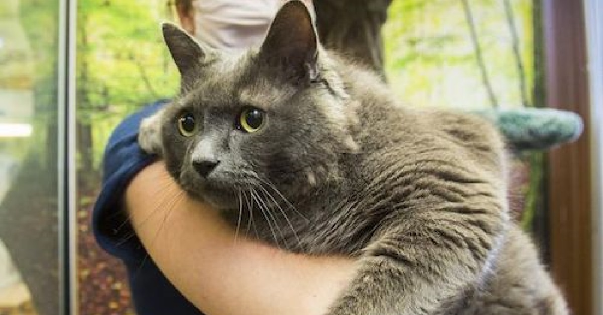 Il gattino certosino viene abbandonato, nel video capiamo l’assurdo motivo