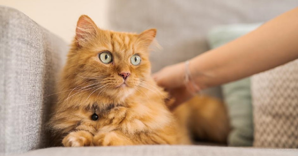 Il gattino Cosmo si comporta come se fosse un vero e proprio bambino (VIDEO)