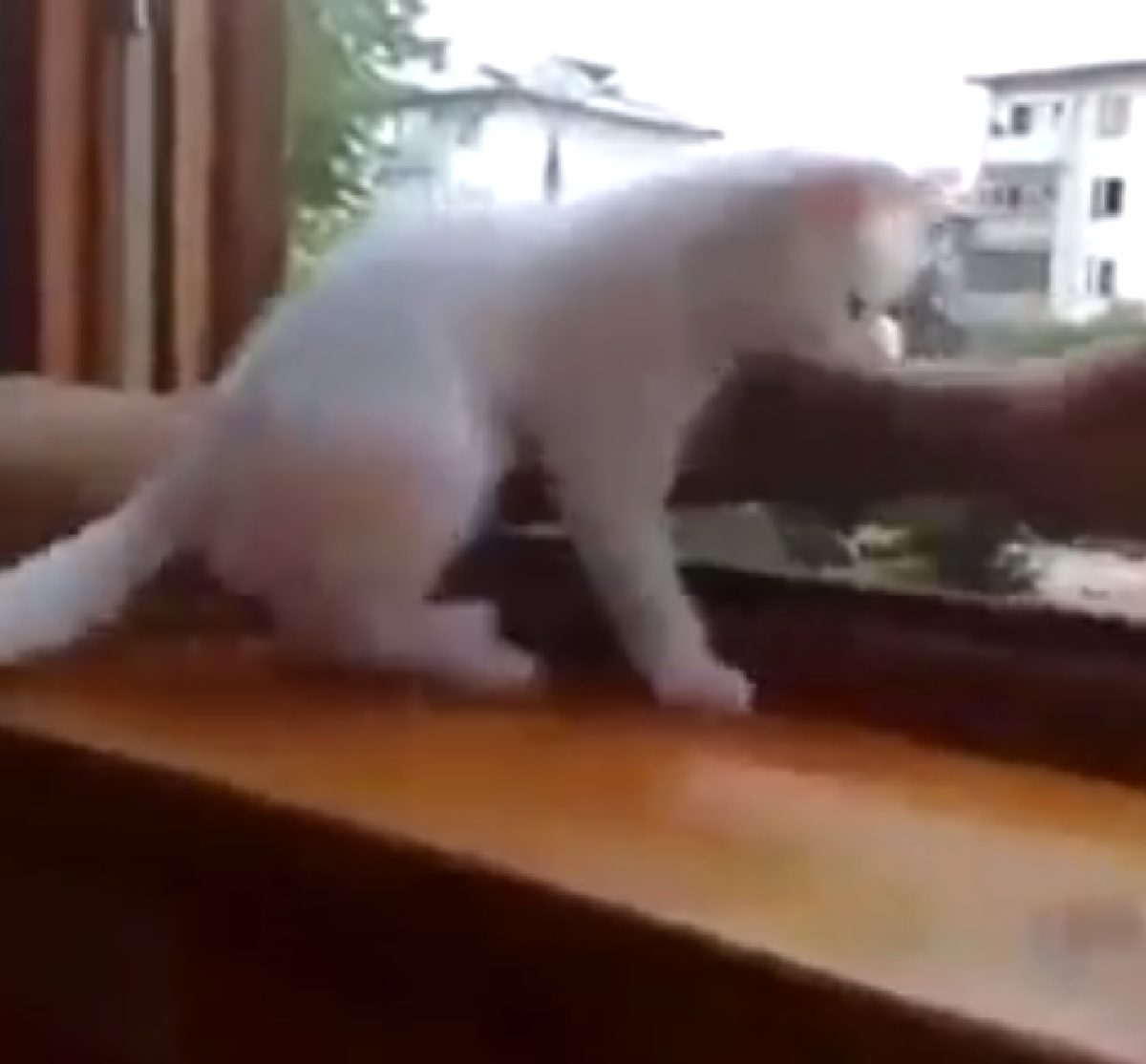 gattino bianco salva mano padre