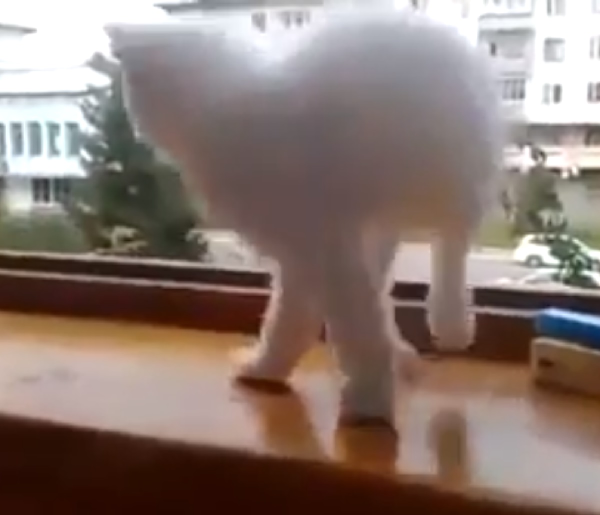 gattino bianco avverte pericolo
