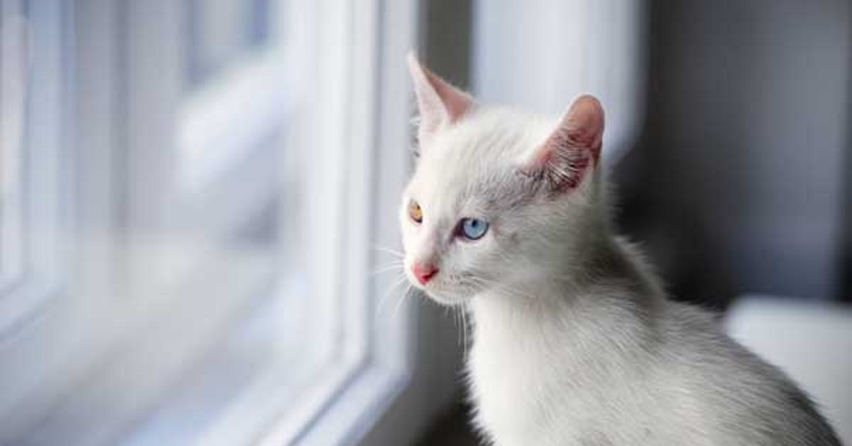 Il gattino europeo “salva” la mano dalla finestra, capiamo il senso solamente vedendo il video