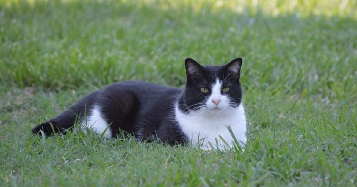 Il gattino europeo Smudge ha una coniglietta come migliore amica (VIDEO)