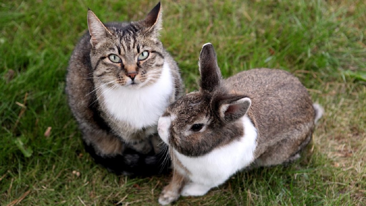 gattino amico coniglietta