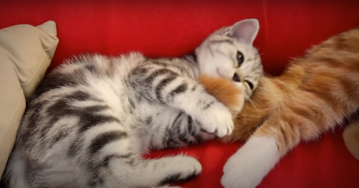 Il gattino europeo stuzzica il fratello, la reazione in video di quest’ultimo è stupefacente