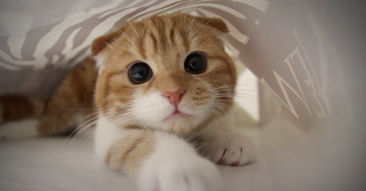 Il gattino Exotic Shorthair entra per la prima volta in un labirinto, il video della sua avventura è meraviglioso
