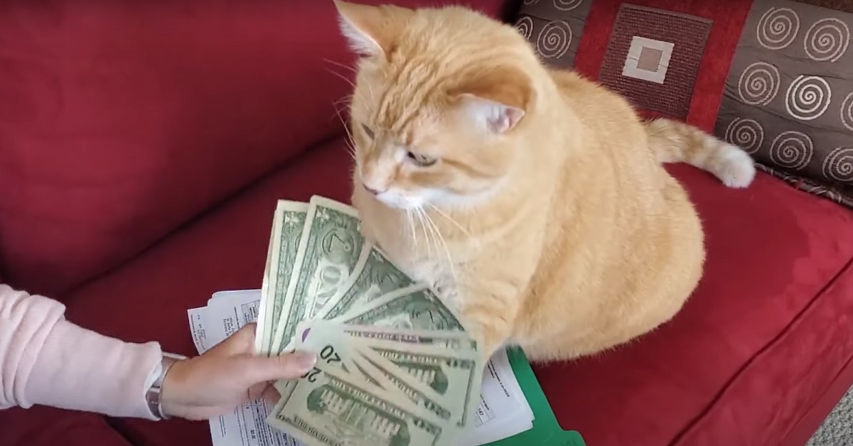 Il gattino Gary si mette a contare le banconote (VIDEO)
