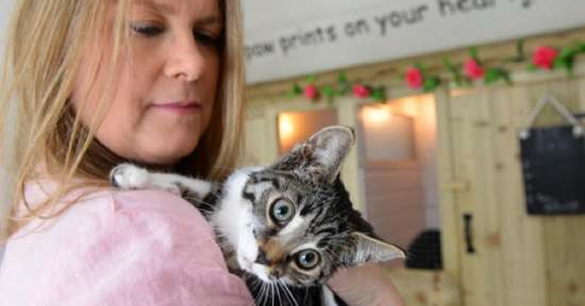 Il gattino iniziò a contare il tempo mancante alla sua fine, qualcuno però lo trovò