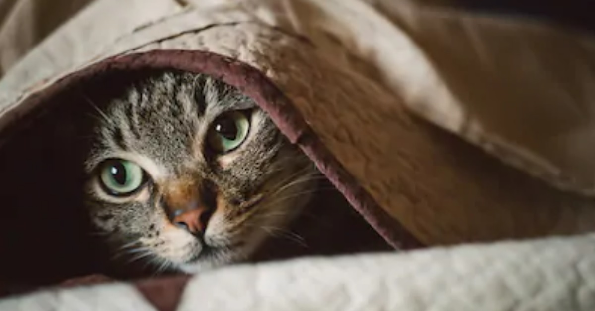 Il gattino soriano gioca un brutto scherzo al fratellino, nel simpatico video capiamo il perché