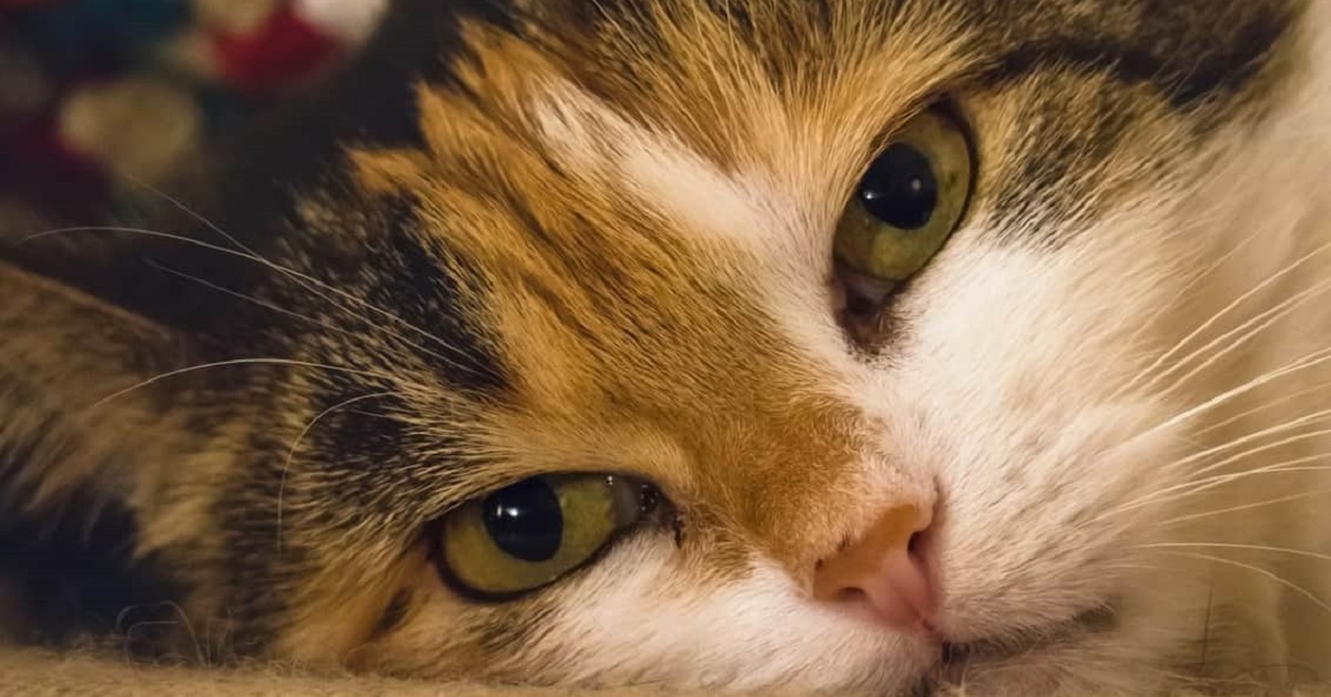 Il gatto ha ingerito veleno per topi: come intervenire tempestivamente