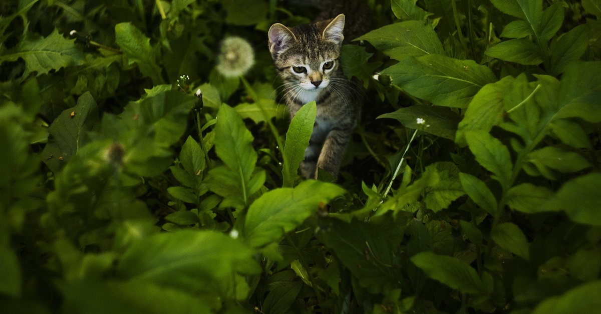 gatto nella vegetazione