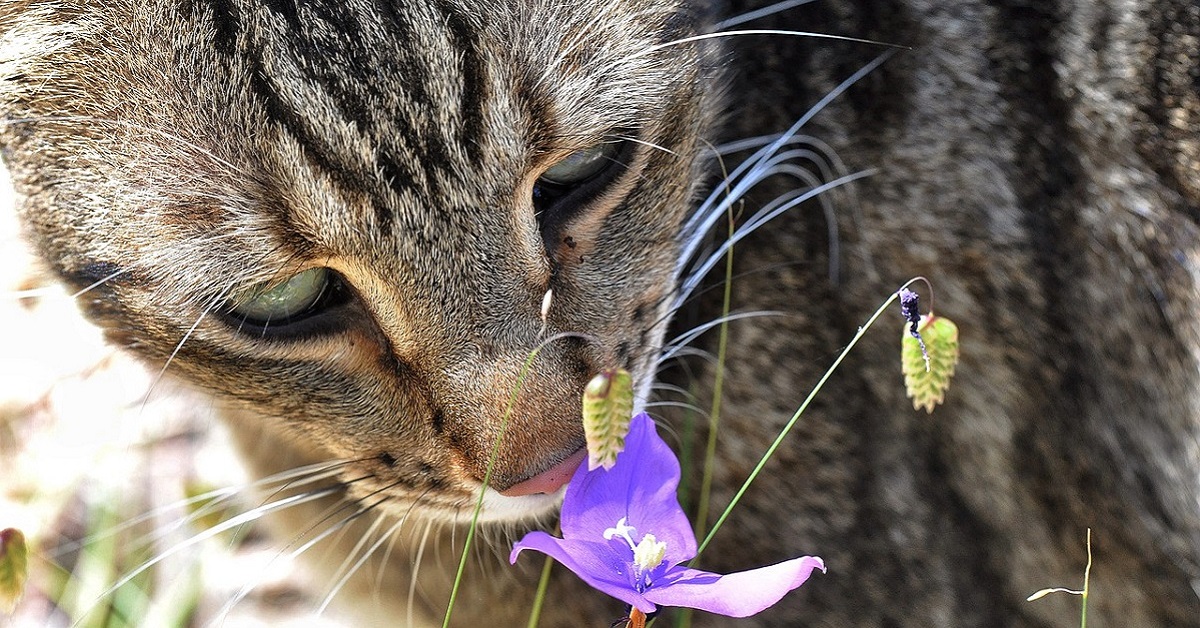 gatto annusa fiore