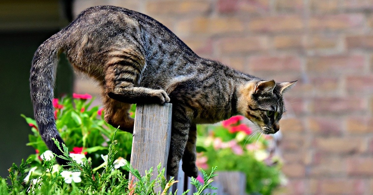 Il gatto può mangiare gli insetti? Quali sono quelli che non gli fanno male?