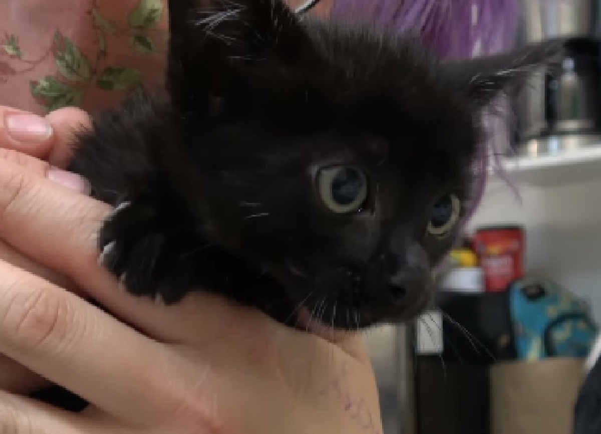 goodyear gattino nero salvataggio