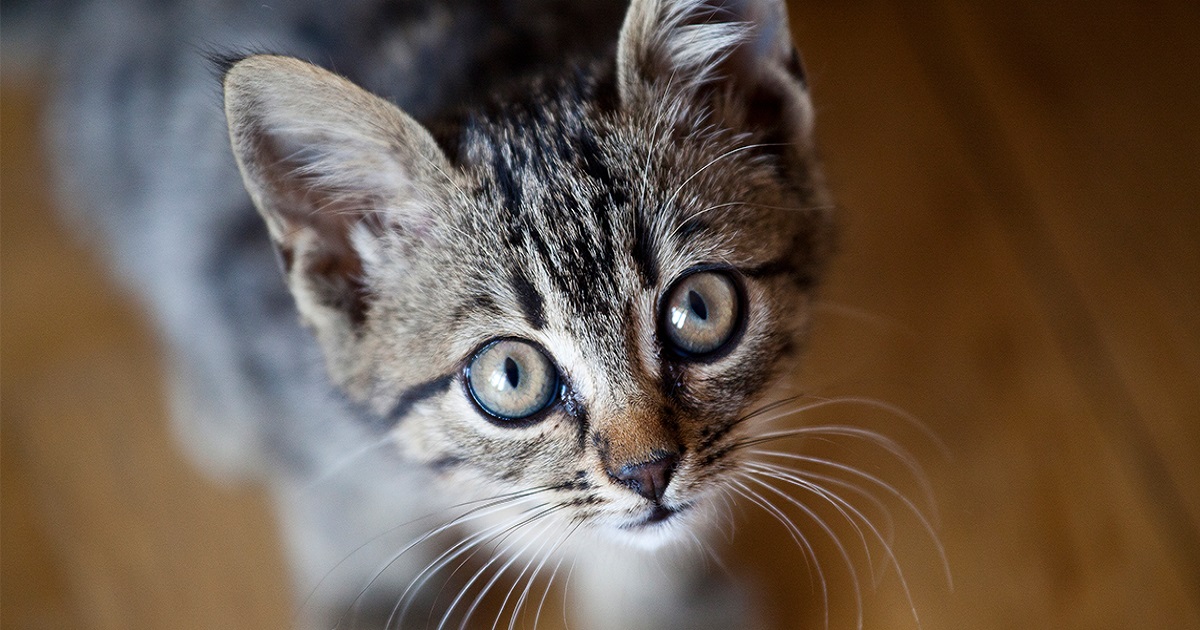 gatto tenero foto