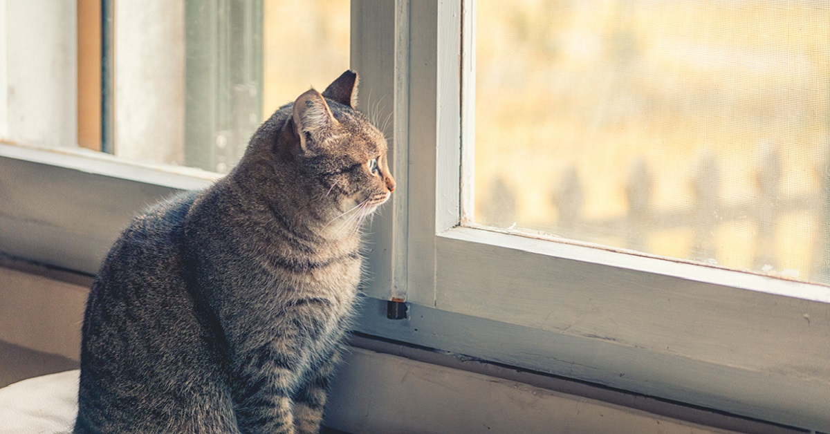 gatto guarda fuori dalla finestra