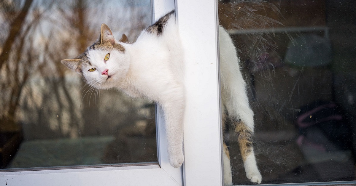 gatto incastrato nella finestra