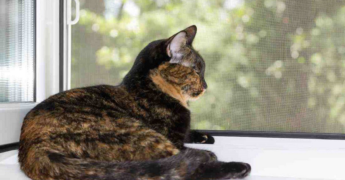 Impedire a un gatto di stare alla finestra: impresa possibile o realtà?