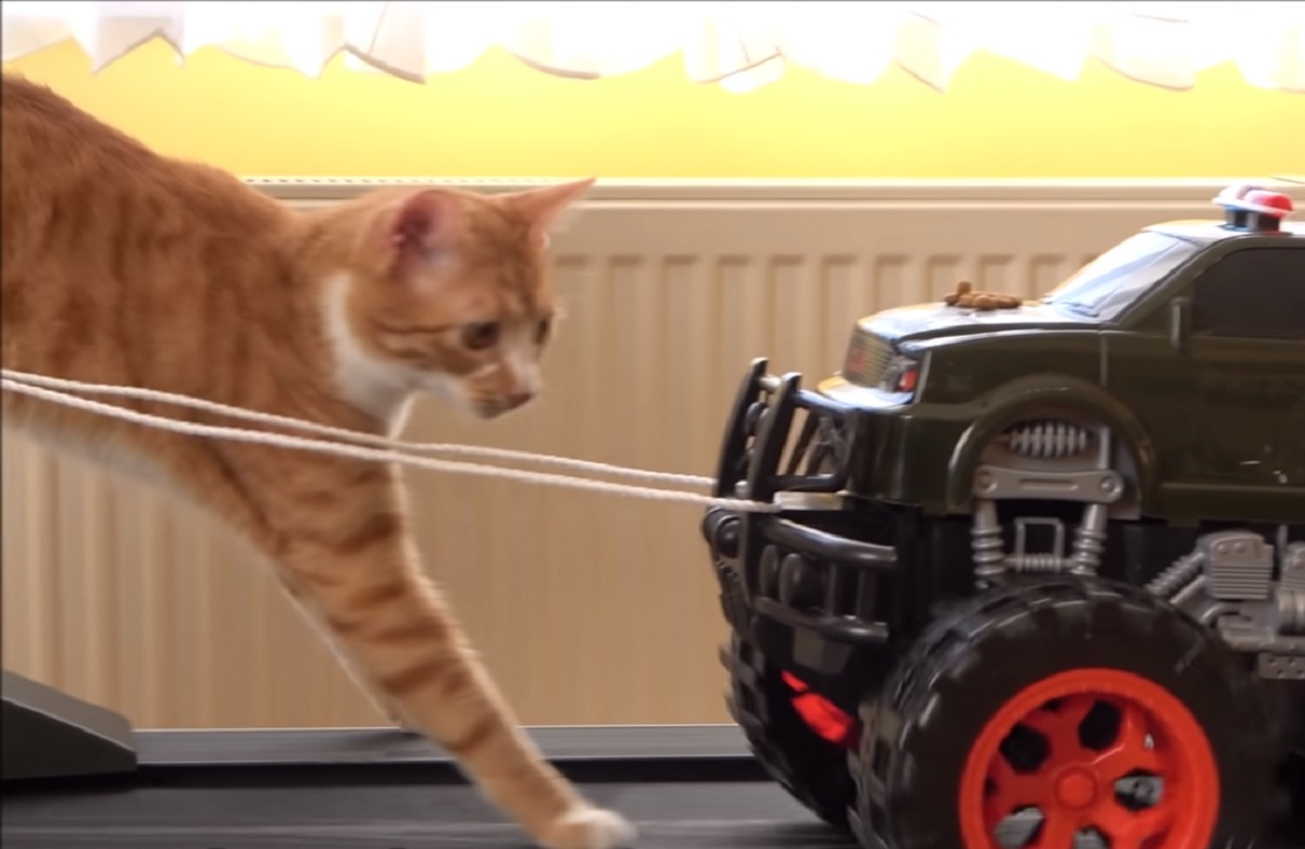 indy gattino macchina tapis roulant