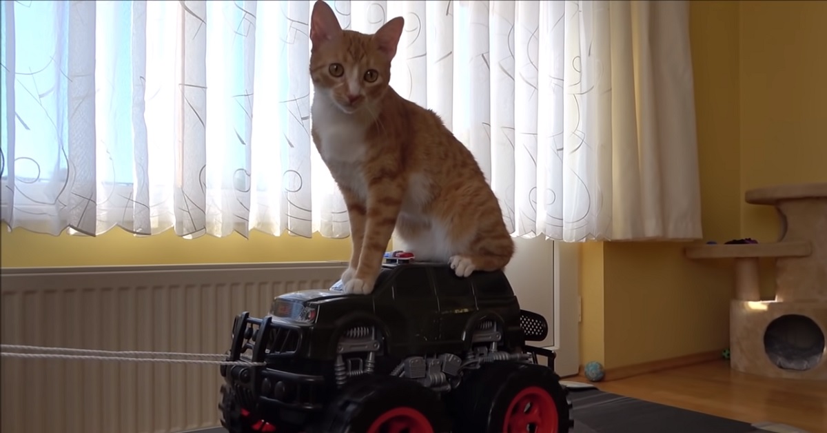 Indy, il gattino celtico incontra per la prima volta una macchina giocattolo (video)