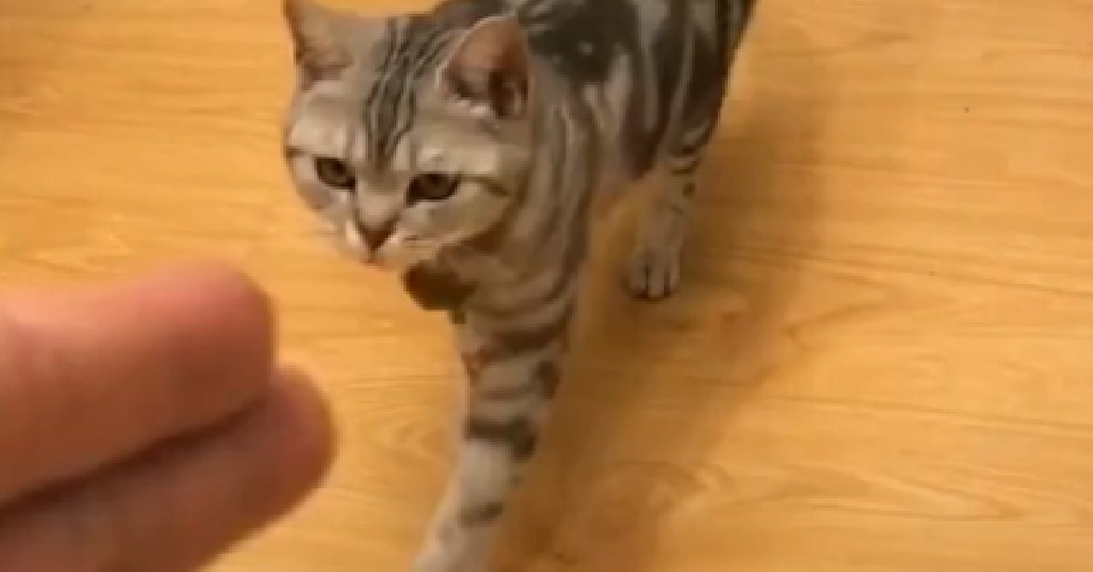 Jin, il gattino Soriano astro nascente del cinema (VIDEO)