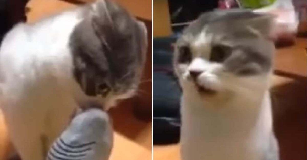 Kepa, il gatto inorridito dall’odore del calzino (VIDEO)