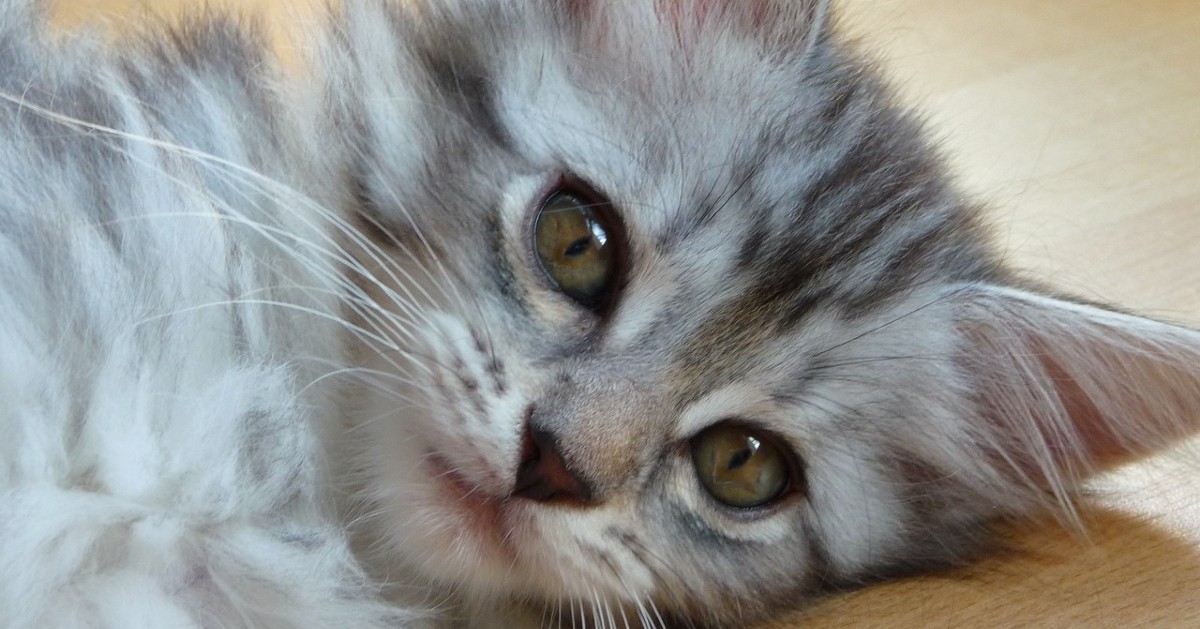 cuccioli di maine coon quanto pesano