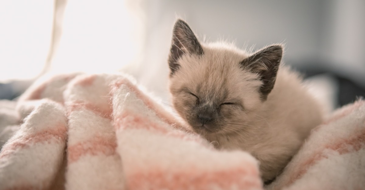 Gattini buffi: video simpatici di micini che fanno cose davvero divertenti