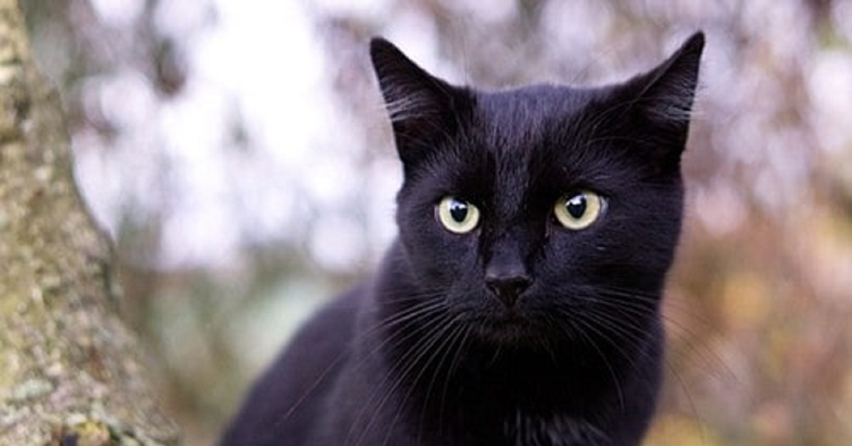La gattina Tasha rifiuta le avances da qualsiasi altro gatto (VIDEO)