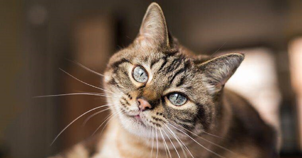 La gattina Tuna si è rivelata essere amante delle avventure (VIDEO)
