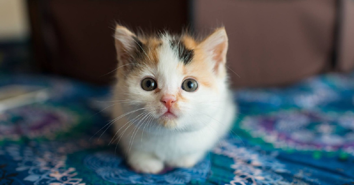 La tenera amicizia tra la gattina Beetle ed un bassotto (VIDEO)