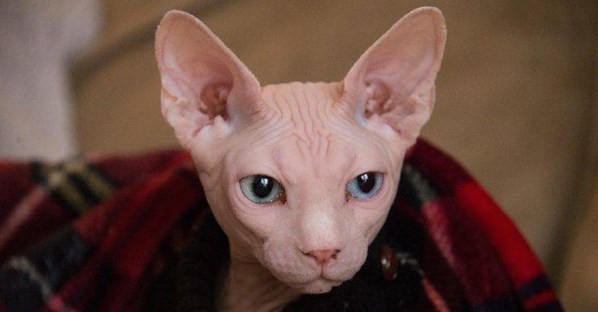 L’amicizia speciale tra Peaches e Pickles, i gattini Sphynx praticamente uguali (VIDEO)