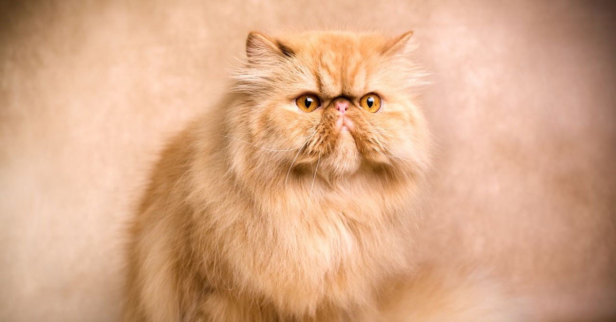LaPew, il gattino Persiano che ha assunto le sembianze di un Carlino (FOTO)