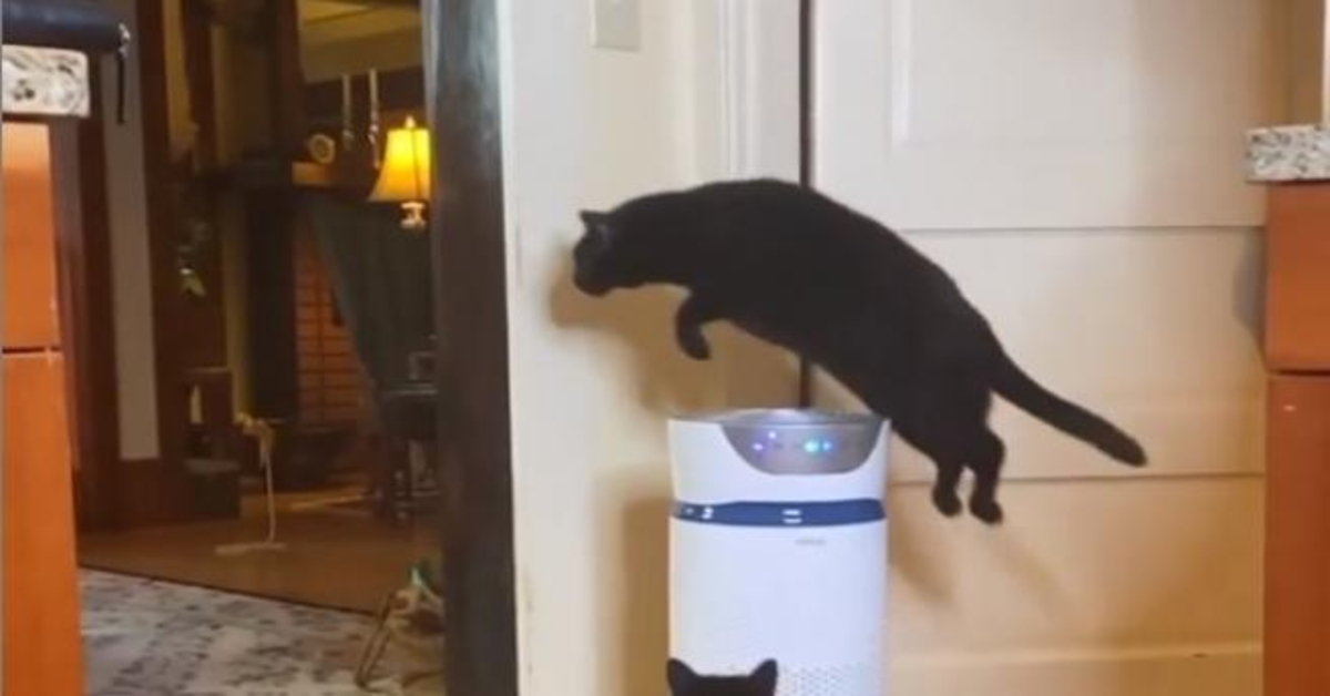 Leapfrog, la gatta volante che fa impazzire il web (VIDEO)