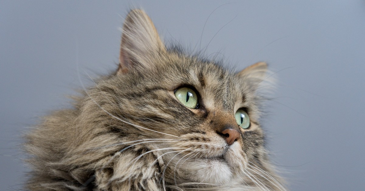 cuccioli di maine coon