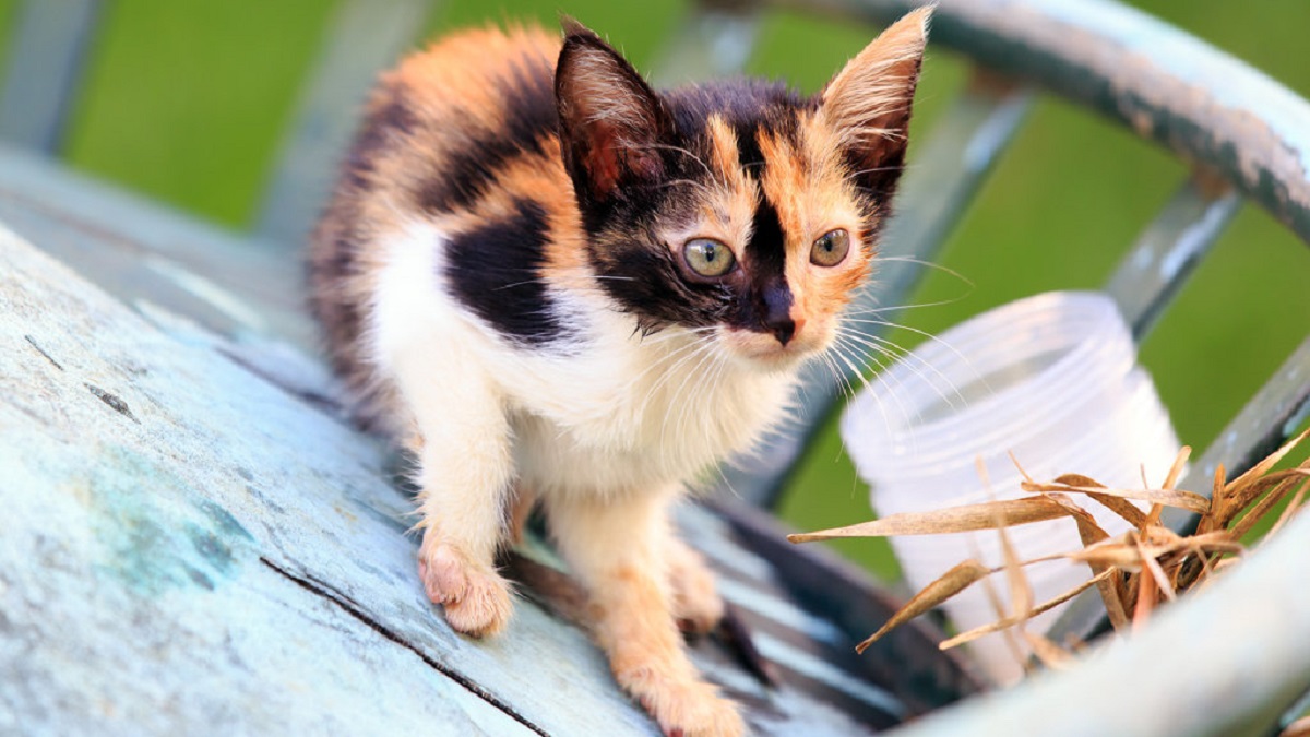 gattino piccolo calico