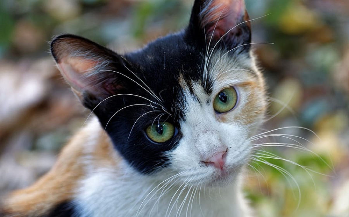 piccolo gattino foto