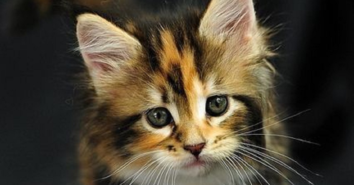 Macchiato, il gattino Calico trovato fuori un locale Starbucks (VIDEO)