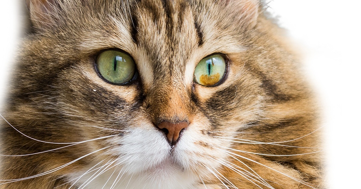 Macchie scure negli occhi del gatto, perché compaiono?
