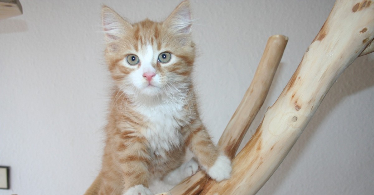 cuccioli di maine coon quanto pesano